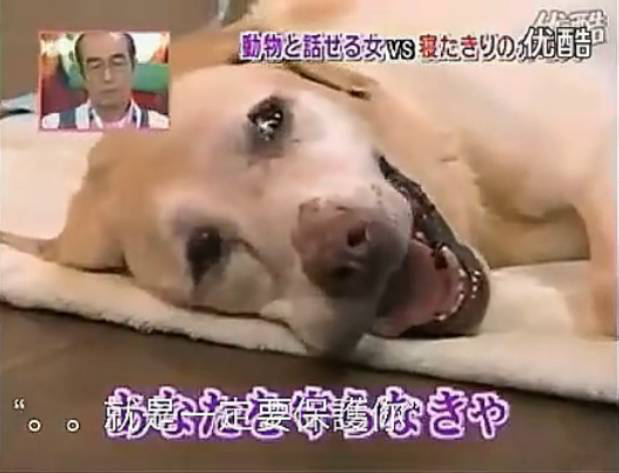 要讓人類聽懂動物的語言，AI還需克服哪些難題？