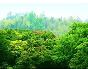 全國(guó)碳市場(chǎng)開始階段不搞期貨，不征碳稅，增加林業(yè)碳匯交易