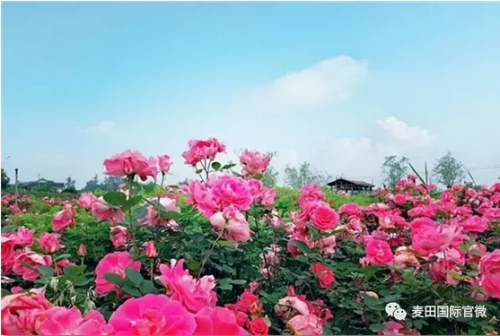 麥田國際——麥田里的守望者，“互聯(lián)網(wǎng)+農(nóng)業(yè)”的先行者