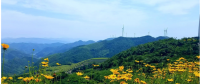 寧波一條風(fēng)電工程道路 變身“最美鮮花風(fēng)車(chē)公路”