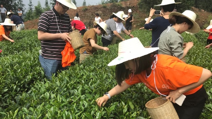 這片北緯30°的優(yōu)質(zhì)茶園，探索了產(chǎn)業(yè)扶貧擁抱“互聯(lián)網(wǎng)+“新路