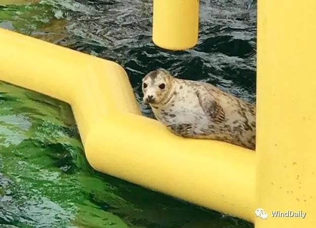 海上風(fēng)電破壞海洋生態(tài)？海豹：想多了！